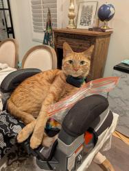 Lost Male Cat last seen Downs Rd and Patton Way, Tustin, CA 92782