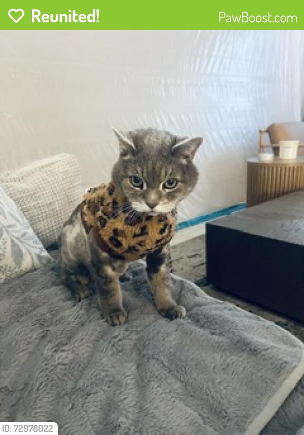 Reunited Male Cat last seen Near molinetto St , Las Vegas, NV 89138