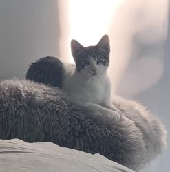 Lost Male Cat last seen Gerrard and Leslie street , Toronto, ON M4M 3E4