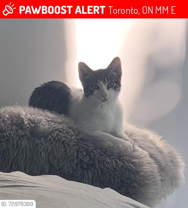 Lost Male Cat last seen Gerrard and Leslie street , Toronto, ON M4M 3E4