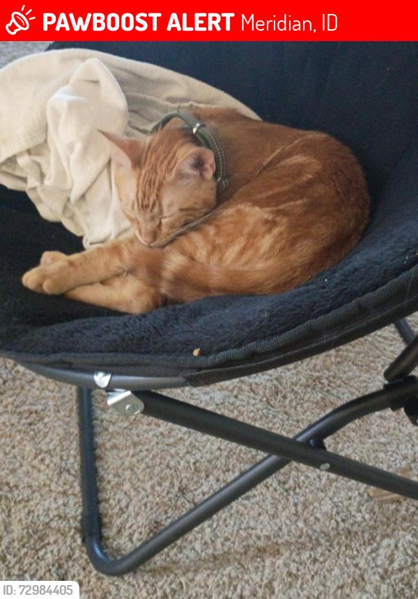Lost Male Cat last seen West Peach Springs Street Lava Falls, Meridian, ID 83646