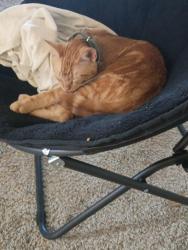 Lost Male Cat last seen West Peach Springs Street Lava Falls, Meridian, ID 83646