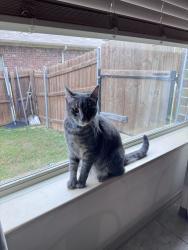 Reunited Male Cat last seen Shagbark and Vintage, Argyle, TX 76226