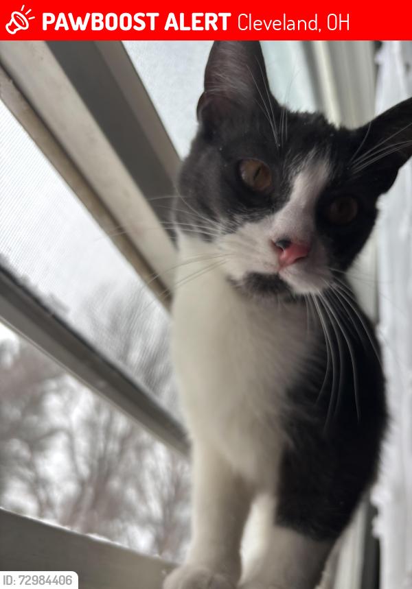 Lost Female Cat last seen Denison, West 36th, Pearl , Cleveland, OH 44109