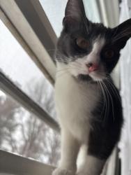 Lost Female Cat last seen Denison, West 36th, Pearl , Cleveland, OH 44109