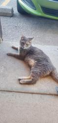 Found/Stray Female Cat last seen Happy Jack's Casino, Summerset, SD 57718