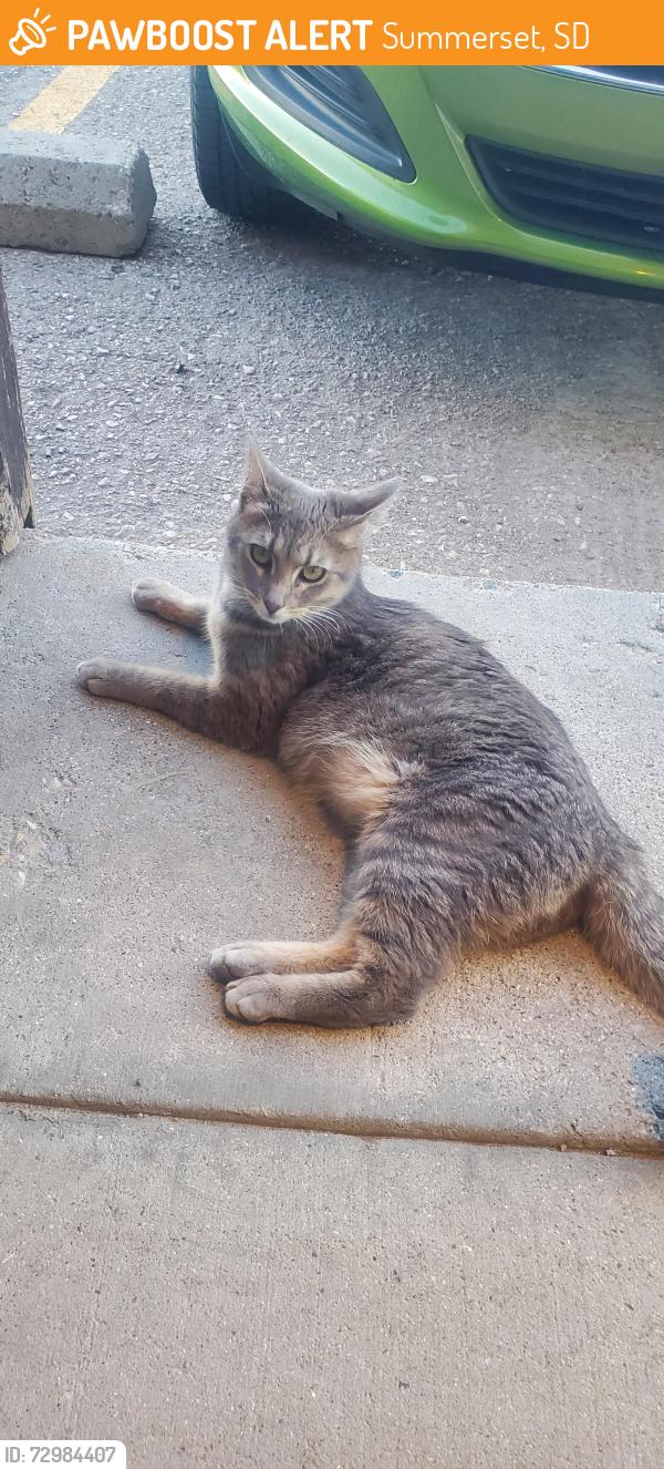 Found/Stray Female Cat last seen Happy Jack's Casino, Summerset, SD 57718