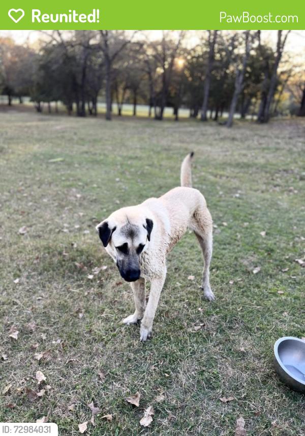 Reunited Male Dog last seen Shady Trail and Sunnyview Lane, Flower Mound, TX 75022