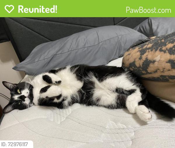 Reunited Female Cat last seen Near southpark drive , Columbia, MO 65201