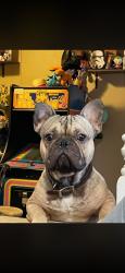 Lost Male Dog last seen Las vegas blvd and vandermeer, North Las Vegas, NV 89030
