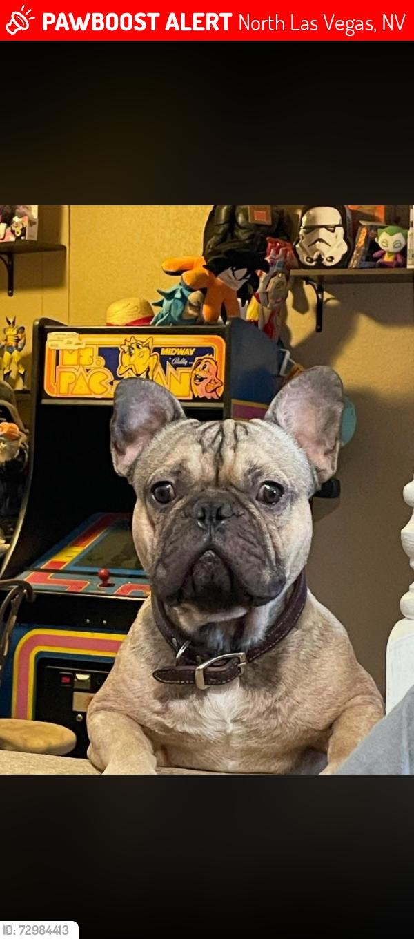 Lost Male Dog last seen Las vegas blvd and vandermeer, North Las Vegas, NV 89030