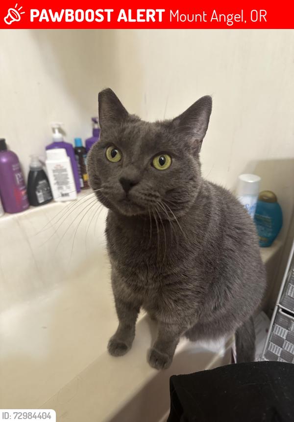 Lost Female Cat last seen Main Street, Mount angel oregon, Mount Angel, OR 97362