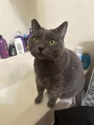 Lost Female Cat last seen Main Street, Mount angel oregon, Mount Angel, OR 97362