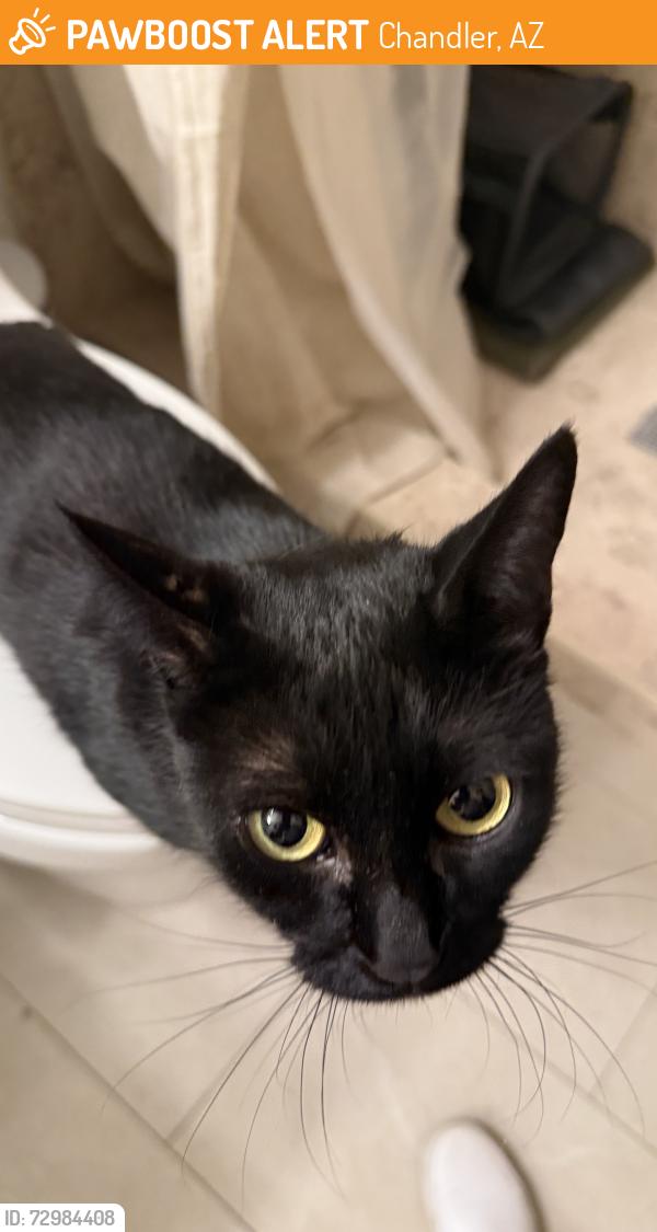 Found/Stray Male Cat last seen Rural Rd and Galveston St, Chandler, AZ 85226