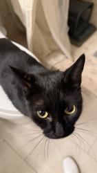 Found/Stray Male Cat last seen Rural Rd and Galveston St, Chandler, AZ 85226