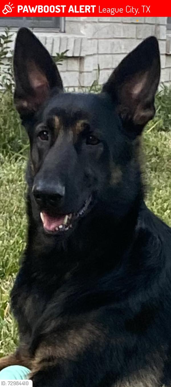 Lost Male Dog last seen Halls bridge and 3rd st, League City, TX 77573