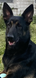 Lost Male Dog last seen Halls bridge and 3rd st, League City, TX 77573