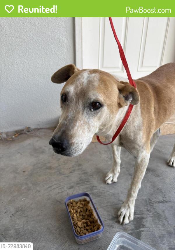 Reunited Male Dog last seen Fitness for life Gym, El Paso, TX 79938