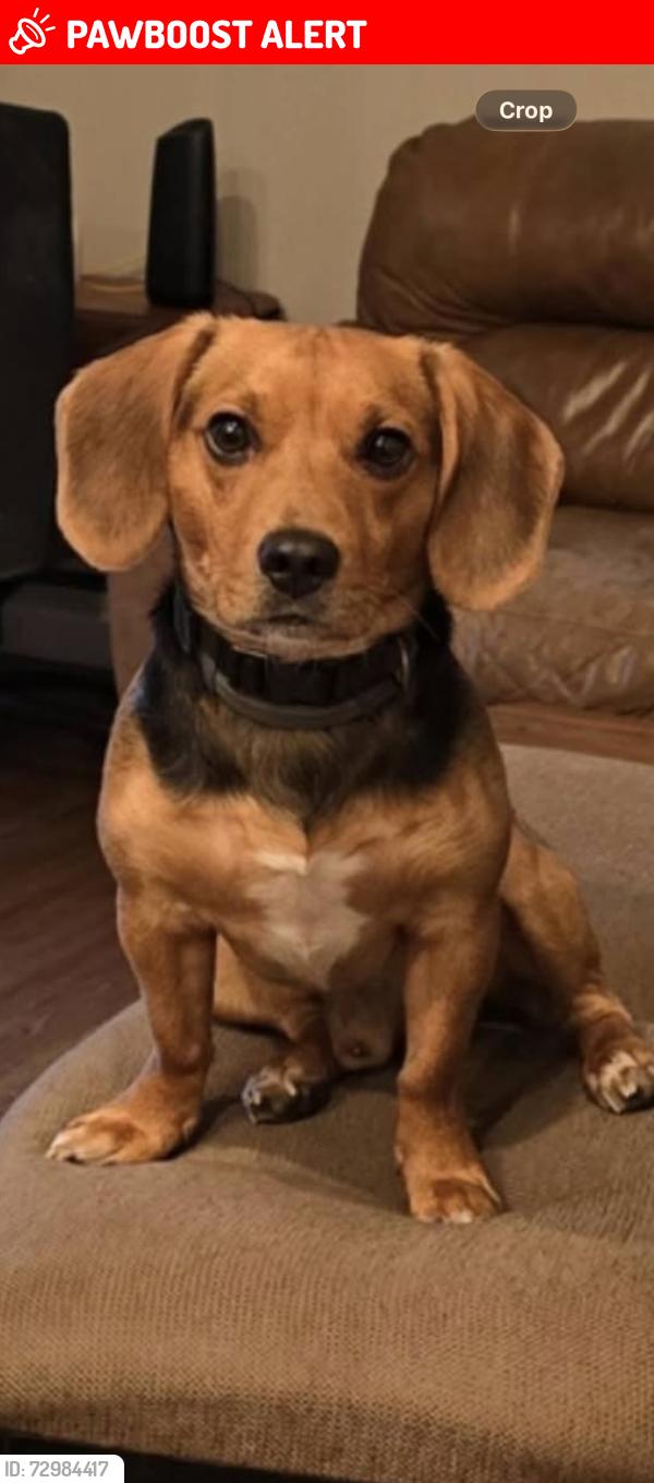 Lost Male Dog last seen St road 16 , St. Johns County, FL 32084