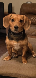 Lost Male Dog last seen St road 16 , St. Johns County, FL 32084