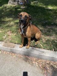 Found/Stray Unknown Dog last seen Golf course road and mifflin, Kern County, CA 93268