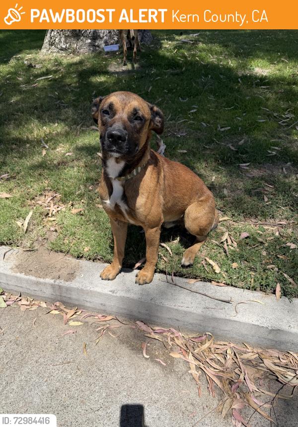 Found/Stray Unknown Dog last seen Golf course road and mifflin, Kern County, CA 93268