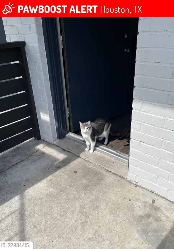 Lost Female Cat last seen westheimer & wallingford by mcdonald’s , Houston, TX 77042