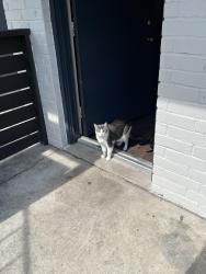 Lost Female Cat last seen westheimer & wallingford by mcdonald’s , Houston, TX 77042