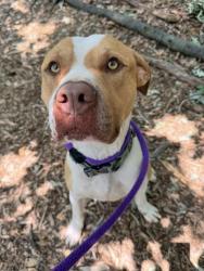 Shelter Stray Male Dog last seen Near Washburn Ave, 21225, MD, Baltimore, MD 21230