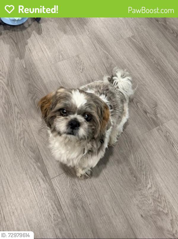 Reunited Male Dog last seen Brynwood rd and Dos Palmas , Victorville, CA 92392