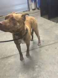 Shelter Stray Male Dog last seen Near Memorial Drive SW, Atlanta, GA, 1251 Fulton Industrial Blvd NW, Atlanta, GA 30336, USA
