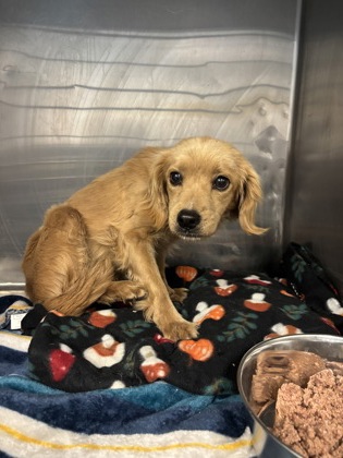 Shelter Stray Female Dog last seen Near Thrush Way, CITY of El Paso, TX, 5001 Fred Wilson Ave, El Paso, TX 79906, USA