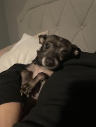 Lost Male Dog last seen Green Hill dr, Victorville, CA 92394