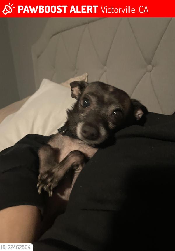 Lost Male Dog last seen Green Hill dr, Victorville, CA 92394