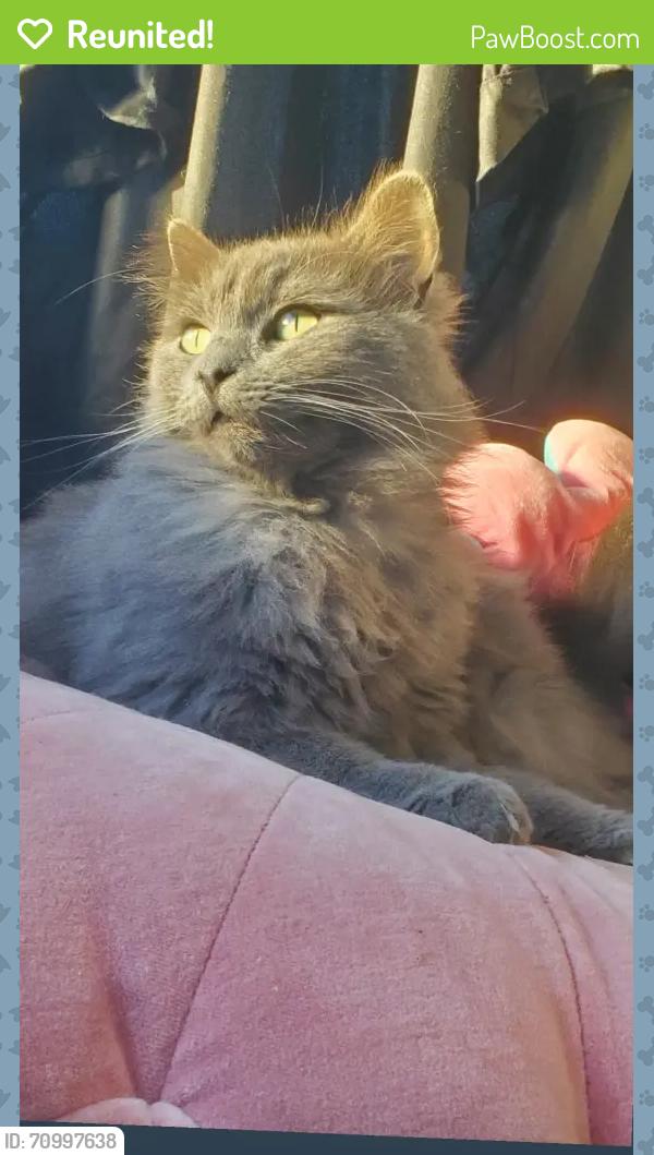 Reunited Female Cat last seen Bonita Mobile ests , Glendora, CA 91722