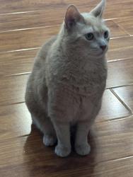 Lost Male Cat last seen Piedmont and Norwich, McKinney, TX 75071