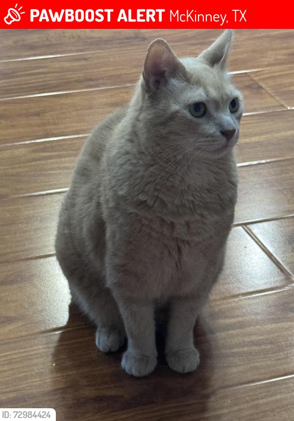 Lost Male Cat last seen Piedmont and Norwich, McKinney, TX 75071