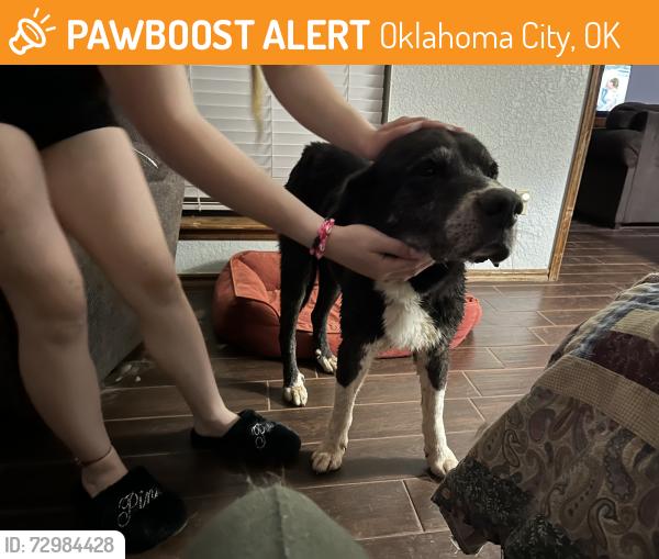 Found/Stray Male Dog last seen 7-11 NW. 122nd St. and North Pennsylvania., Oklahoma City, OK 73120