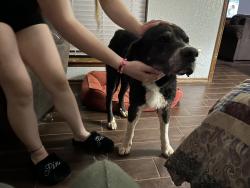 Found/Stray Male Dog last seen 7-11 NW. 122nd St. and North Pennsylvania., Oklahoma City, OK 73120