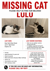 Lost Female Cat last seen Ran outside the hse on 6/5/26 at night 8:30pm last time seen by a neighbor next morning around 10am, Clayton, NJ 08312