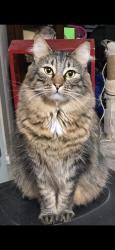 Lost Male Cat last seen Scott atreet Lamarque Texas 77568, La Marque, TX 77568