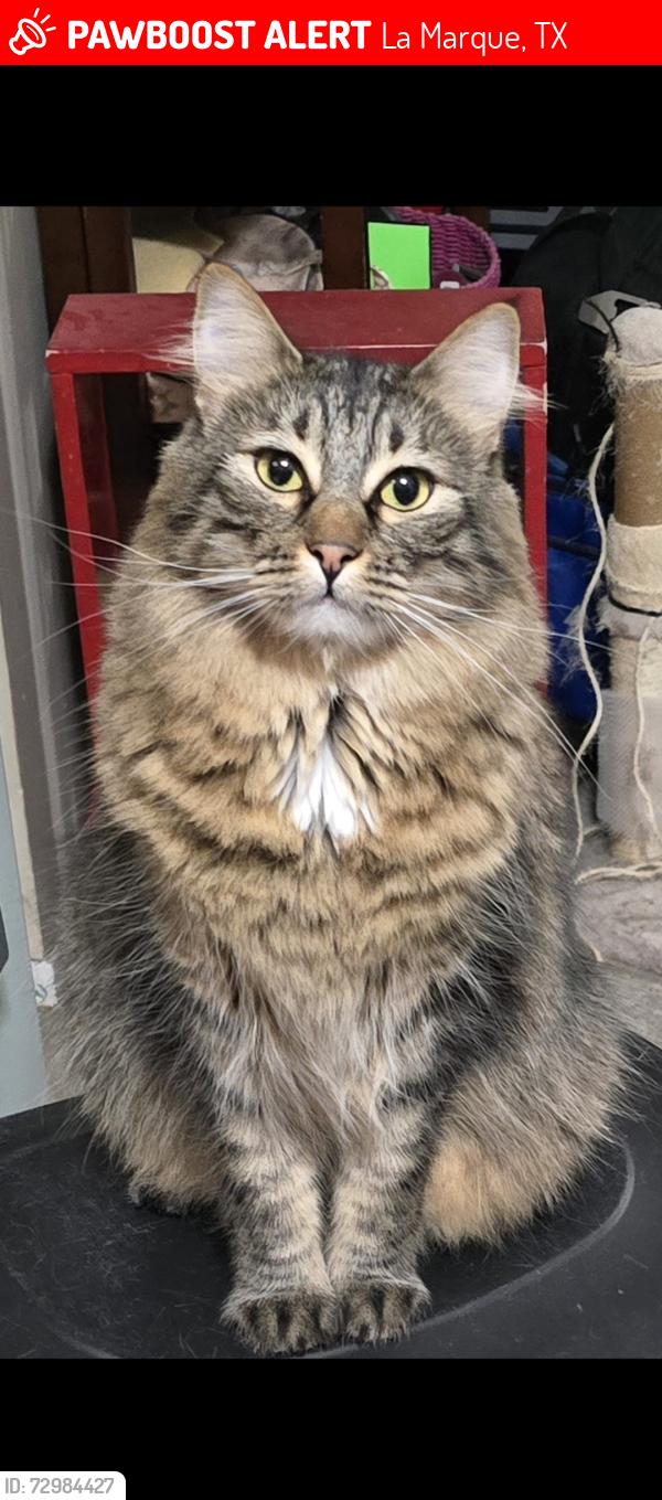 Lost Male Cat last seen Scott atreet Lamarque Texas 77568, La Marque, TX 77568