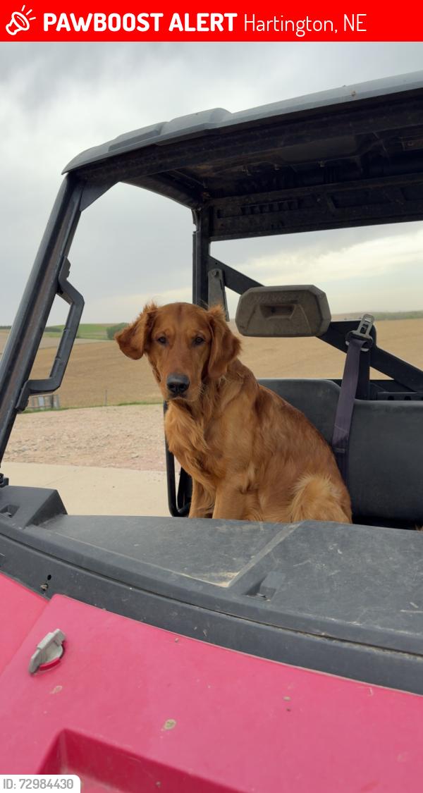 Lost Male Dog last seen Lives close to Pleasant Valley Hwy 81 and 84 intersection, Hartington, NE 68739