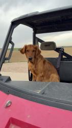 Lost Male Dog last seen Lives close to Pleasant Valley Hwy 81 and 84 intersection, Hartington, NE 68739
