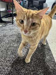 Reunited Male Cat last seen Sterns & Summerfield, Lambertville, MI 48144