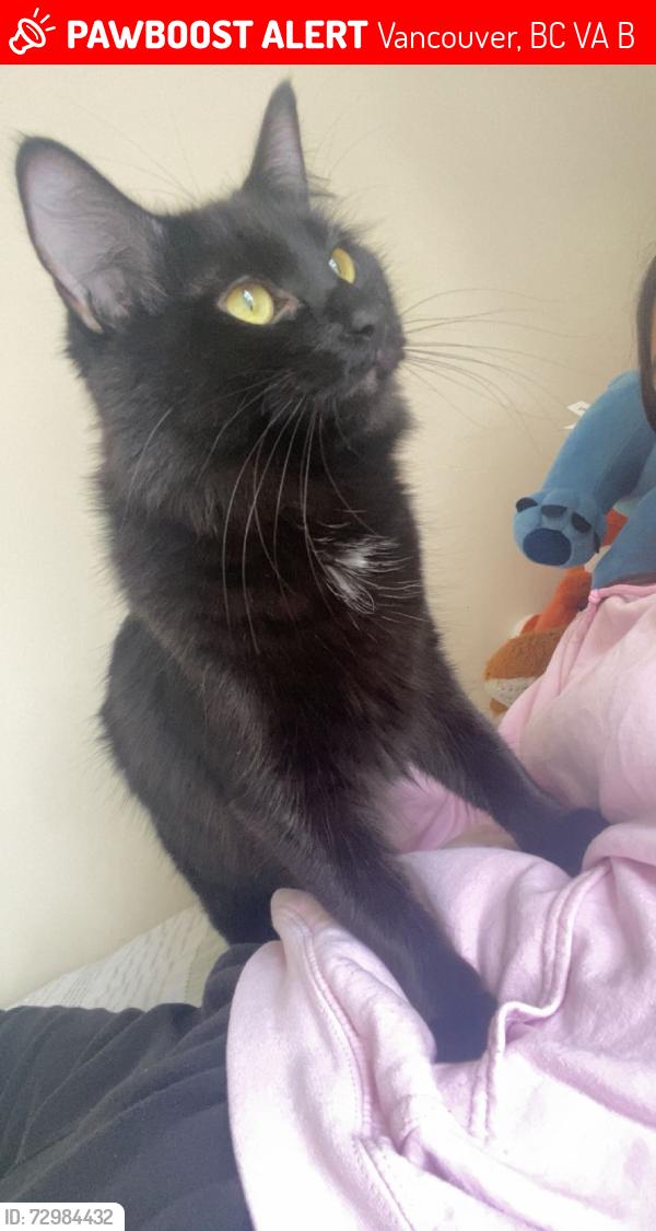 Lost Female Cat last seen Main st Science World station , Vancouver, BC V6A 4B6