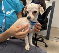 Shelter Stray Male Dog last seen Morrison Avenue, BRONX, NY, 10453, 326 E 110th St, New York, NY 10029, USA