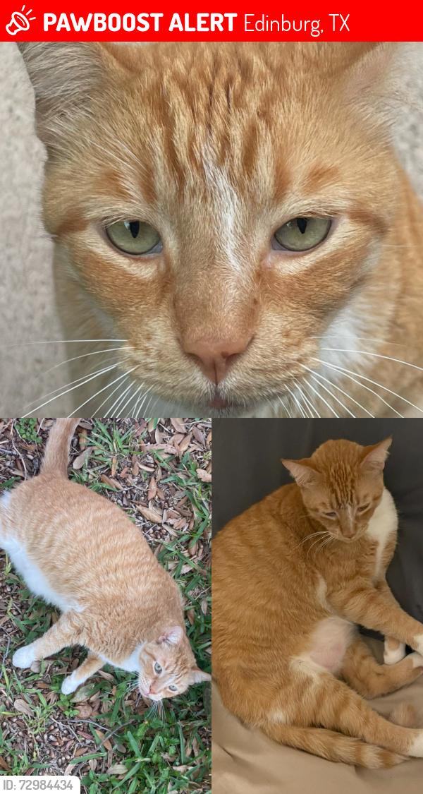 Lost Male Cat last seen Maple St & Southridge Dr, Edinburg, TX 78539