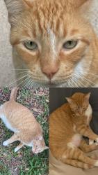 Lost Male Cat last seen Maple St & Southridge Dr, Edinburg, TX 78539
