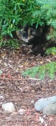 Found/Stray Unknown Cat last seen S 19th and S Ainsworth Ave / S Cushman, Tacoma, WA 98405
